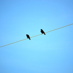 Robot Birds Charging on a Powerline