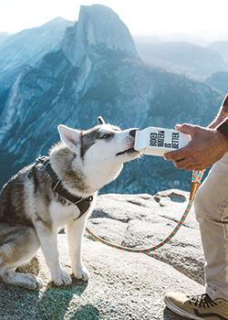 dog drinking with view of Half Dome