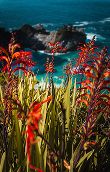Red flowers framing view of blue ocean and moutains