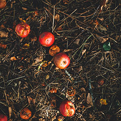 Image of fallen apples on the ground.