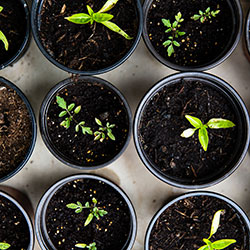 Image of potted plants.