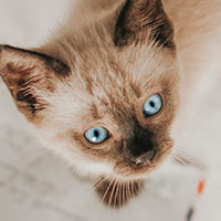 A siamese kitten looks up.