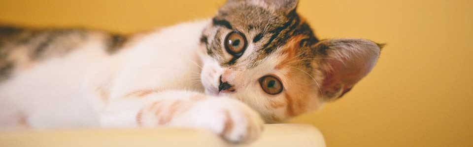 A kitten lays down.