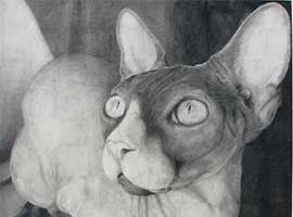 A black and white graphite drawing of a hairless cat.