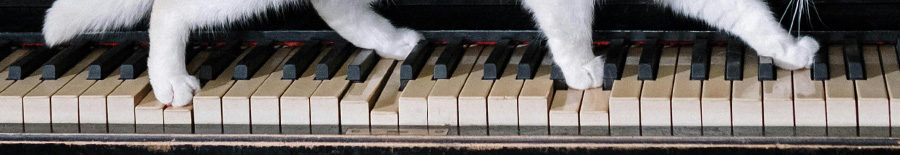 White cat paws delacately walking on piano keys.