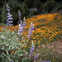 wildflowers near the Steven's Creek Trail