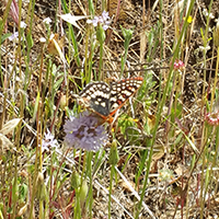 flowers and a butterfly near the Carson Pass area