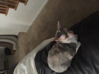 Picture of a Cornish Rex sitting on the back of a couch