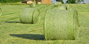 Photo of timothy hay bales available for purchase
