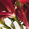 Close up of maroon lilies and leaves