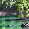 Creek with rocks and trees