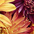 Close up of colorful flowers