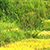 Close up of green field