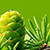 Close up of green pine cone and pine needles