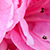 Close up of pink flower