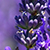 Close up of purple lavender flower