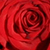 Close up of a red rose