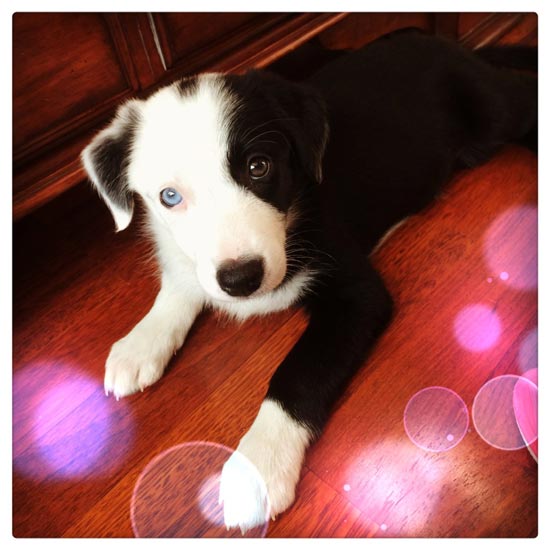 my dog Elsa when her 3 month old