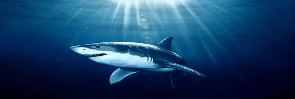 picture of shark