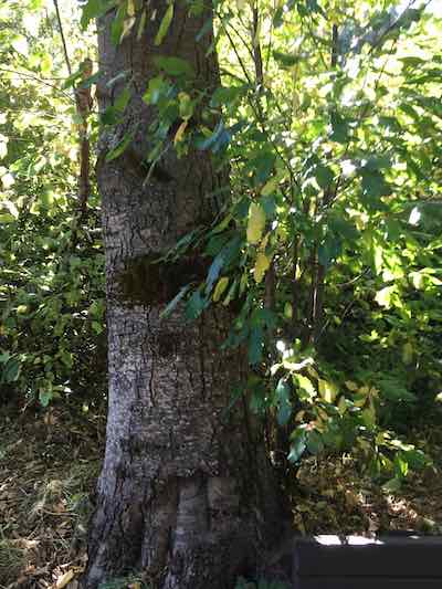 picture of the California Buckthorn