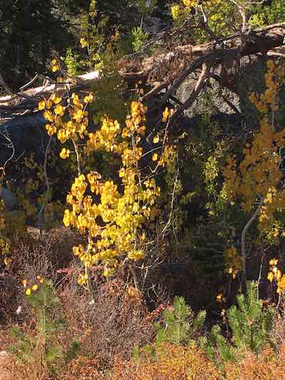 Quaking Aspen