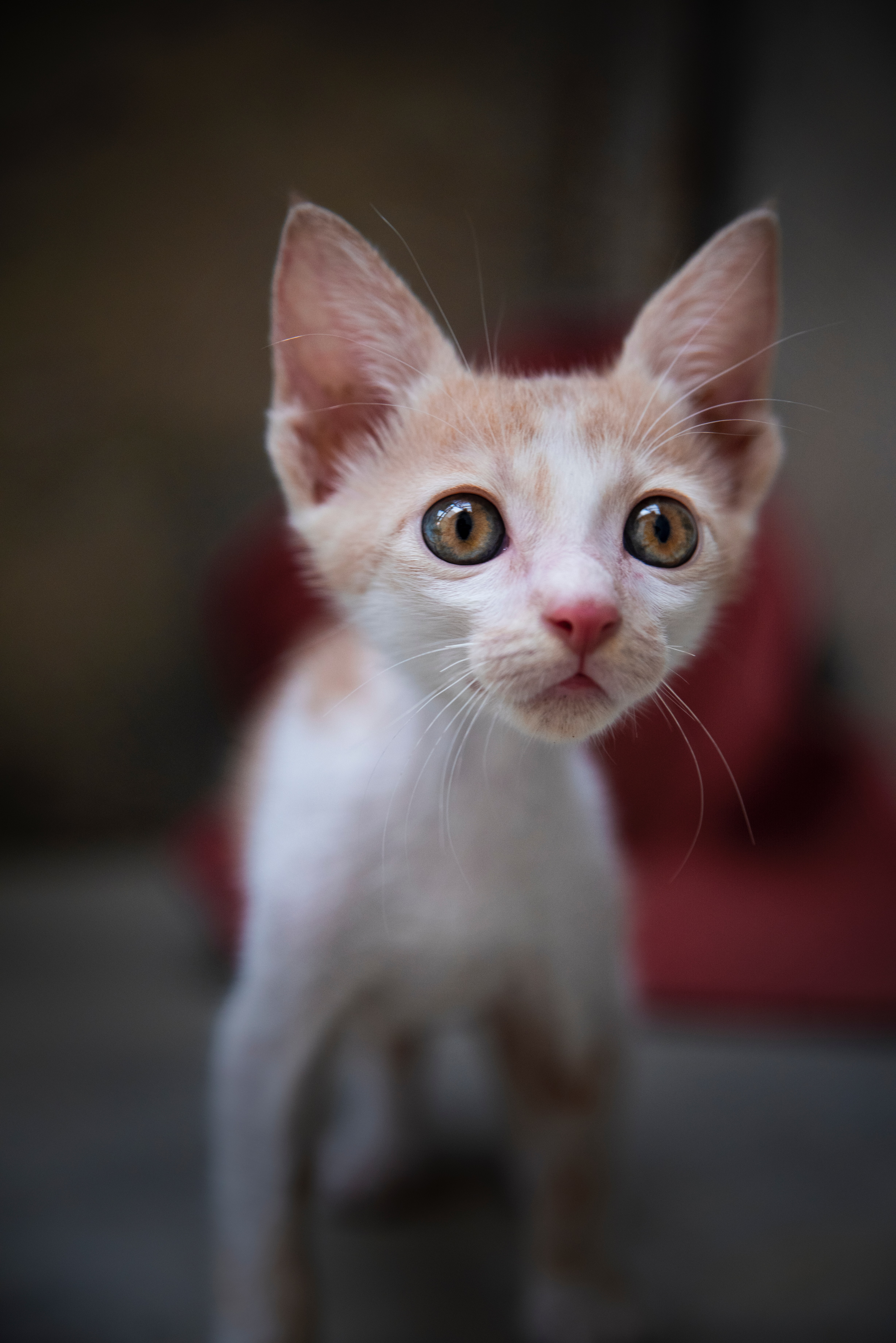 small kitten