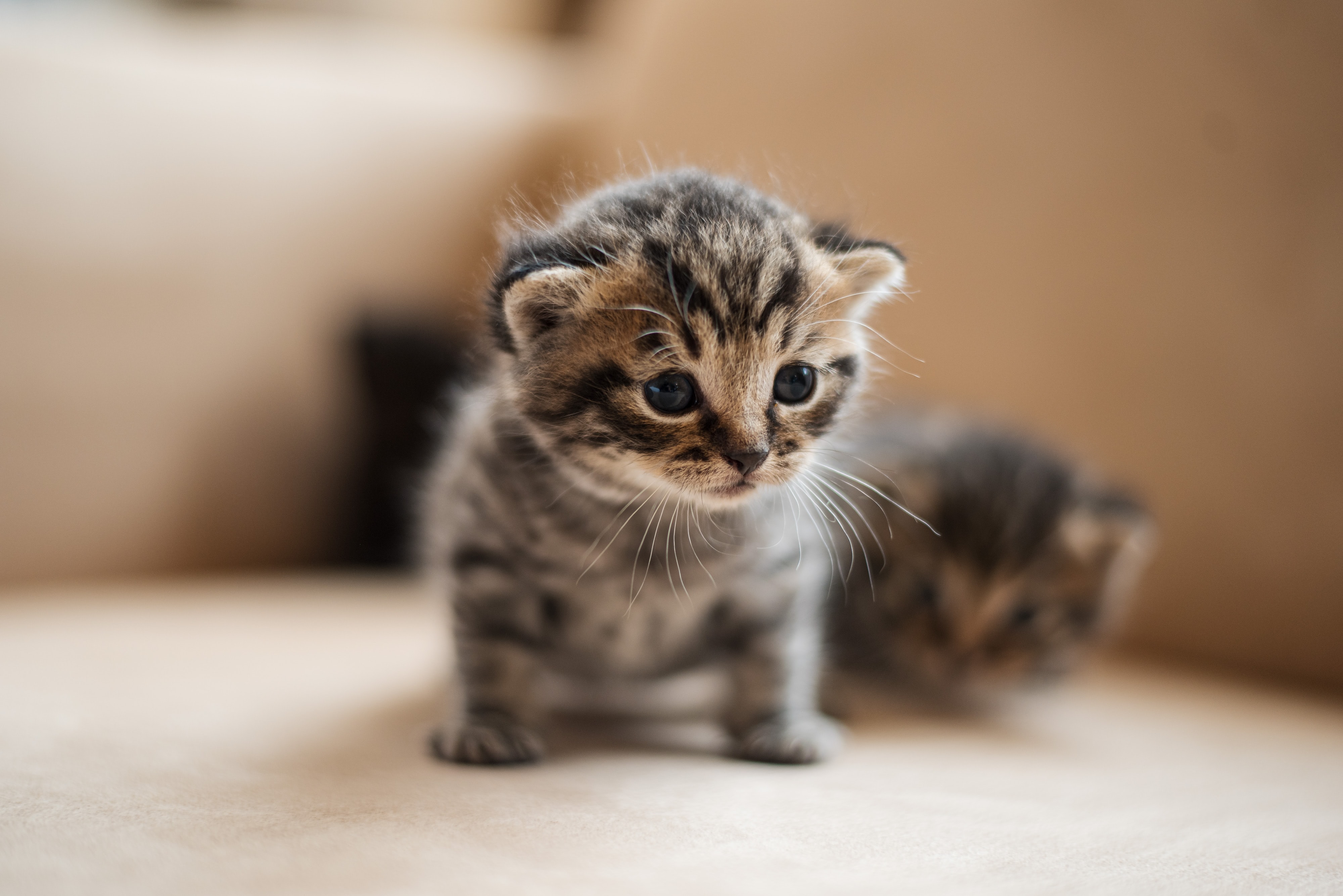 two tabby kittens