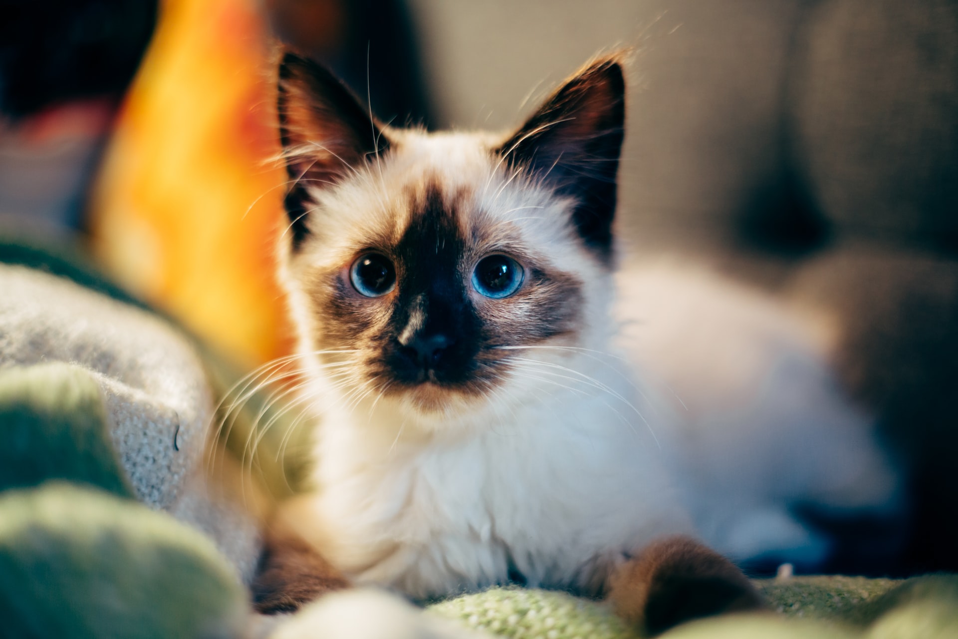 siamese kitten