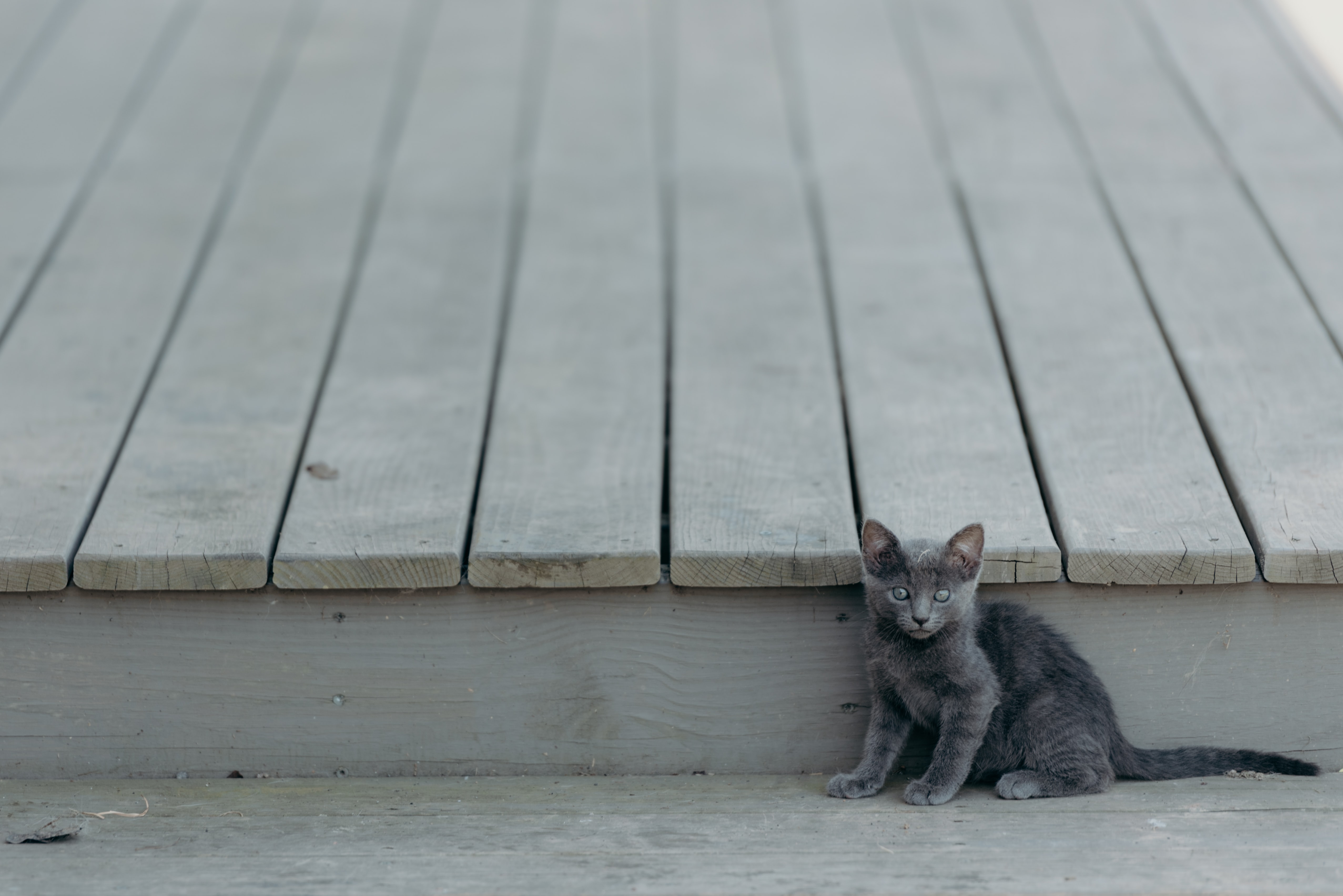 small gray kitten