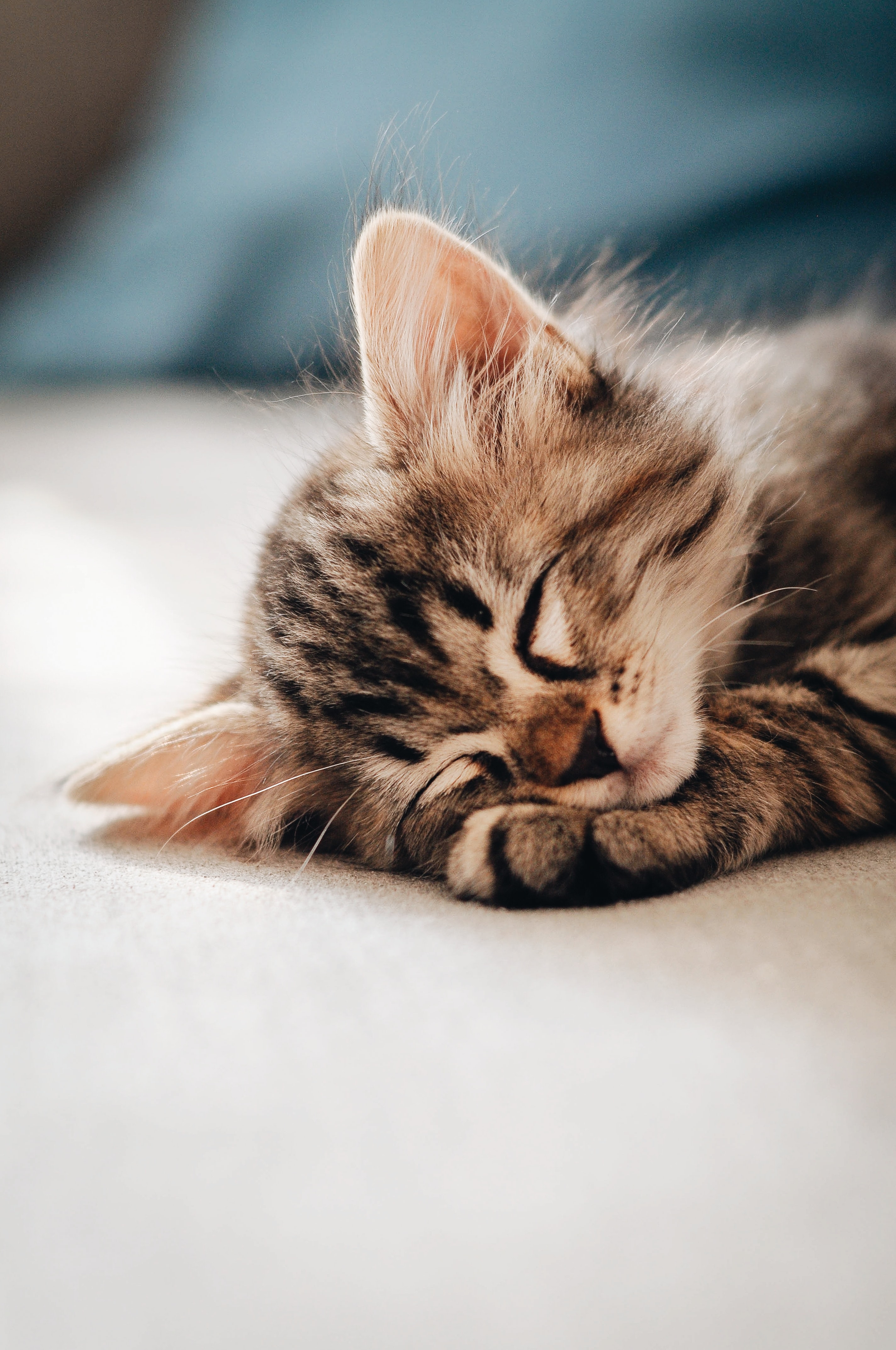 Tabby kitten sleeping