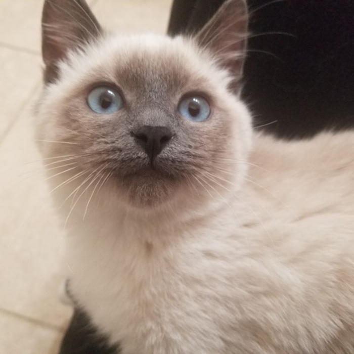 a kitten