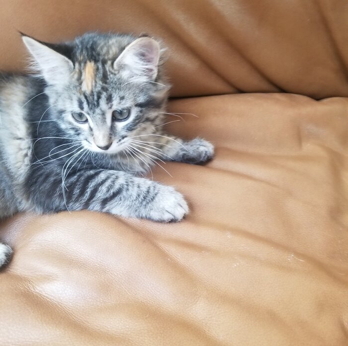 a kitten