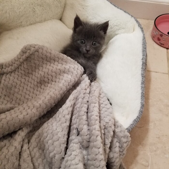 a kitten