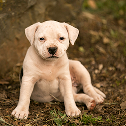 white puppy