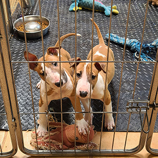 New Pups