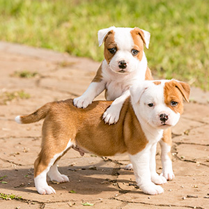 Two Pups