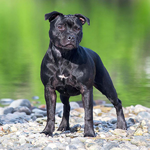Ruby