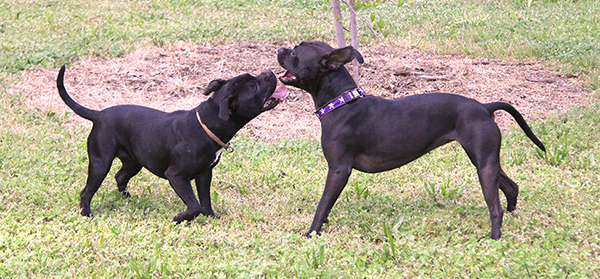 2 dogs