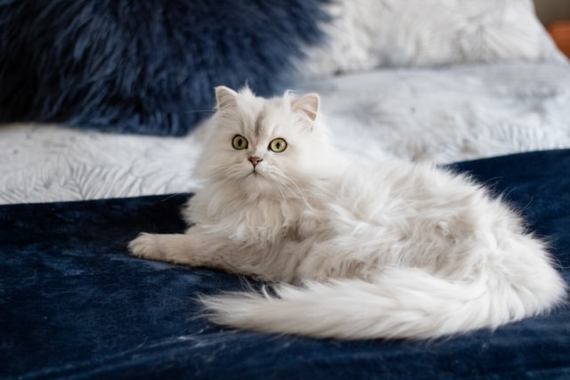 long hair white cat