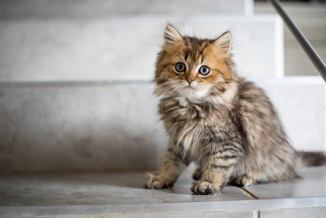 lONG hair brown kitten