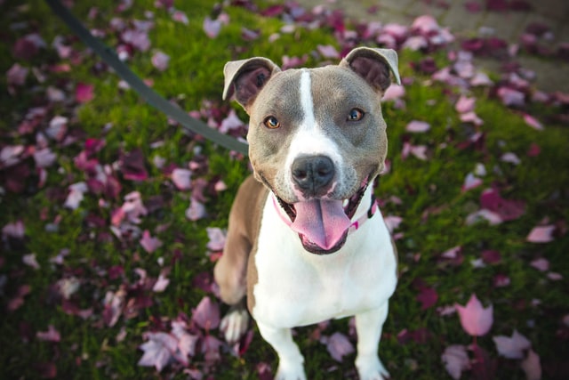 pit bull dog