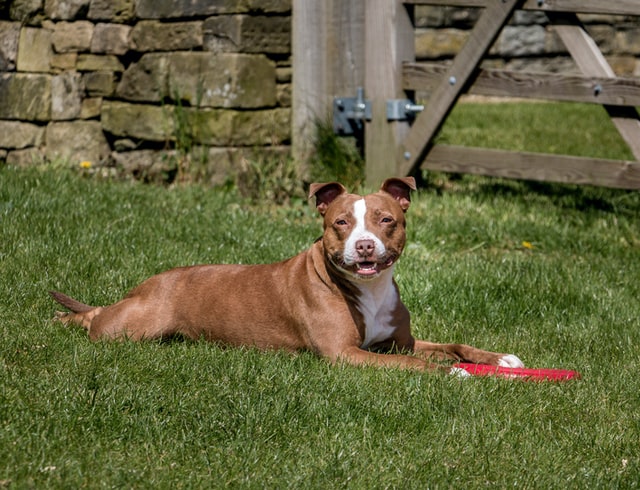 pit bull dog