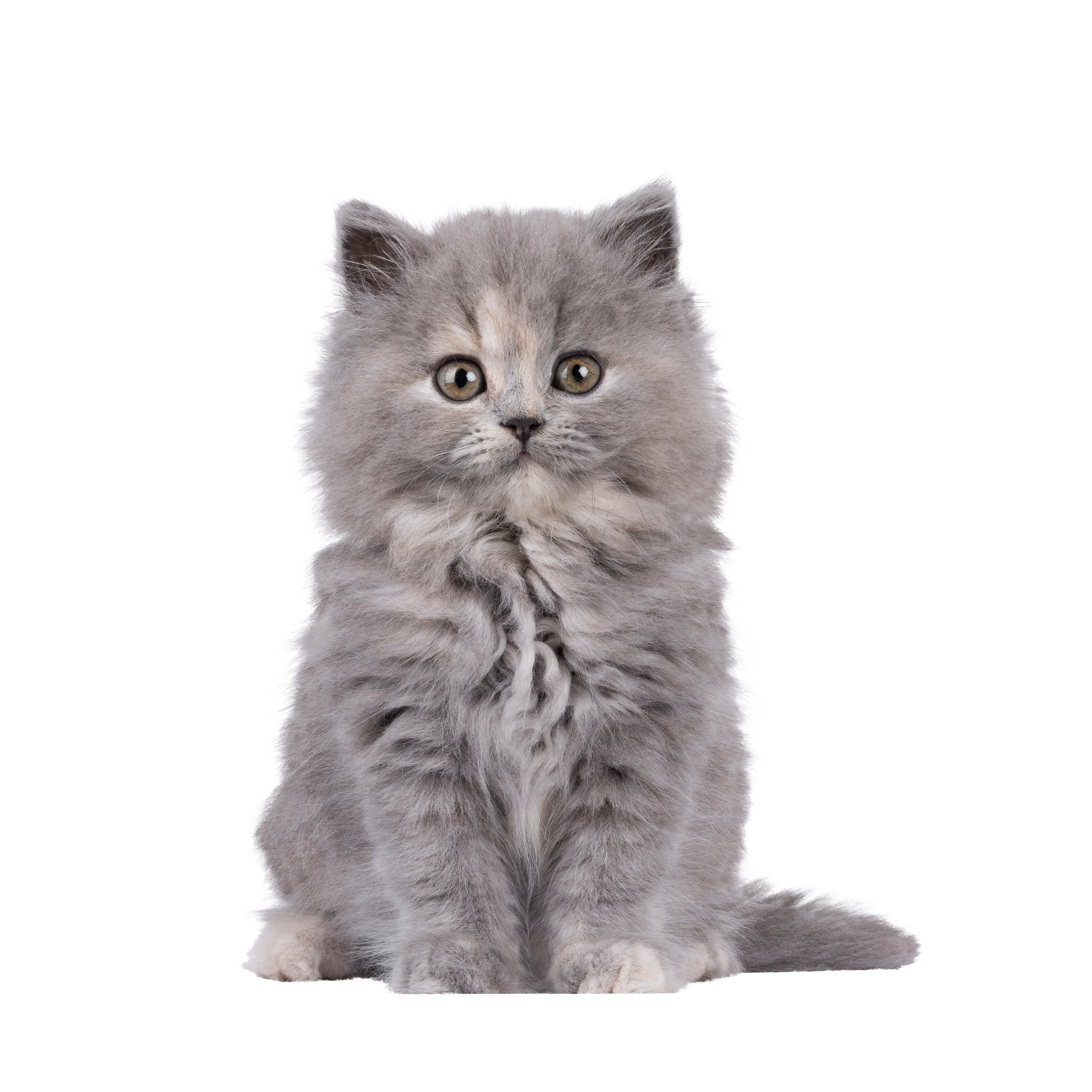 Large Grey Cat
