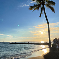 A photo of a palm tree