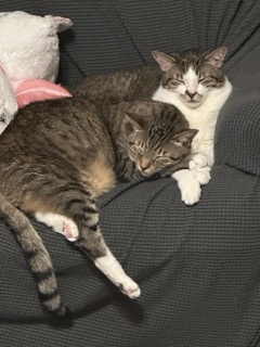 lexi and lynx, the cats together