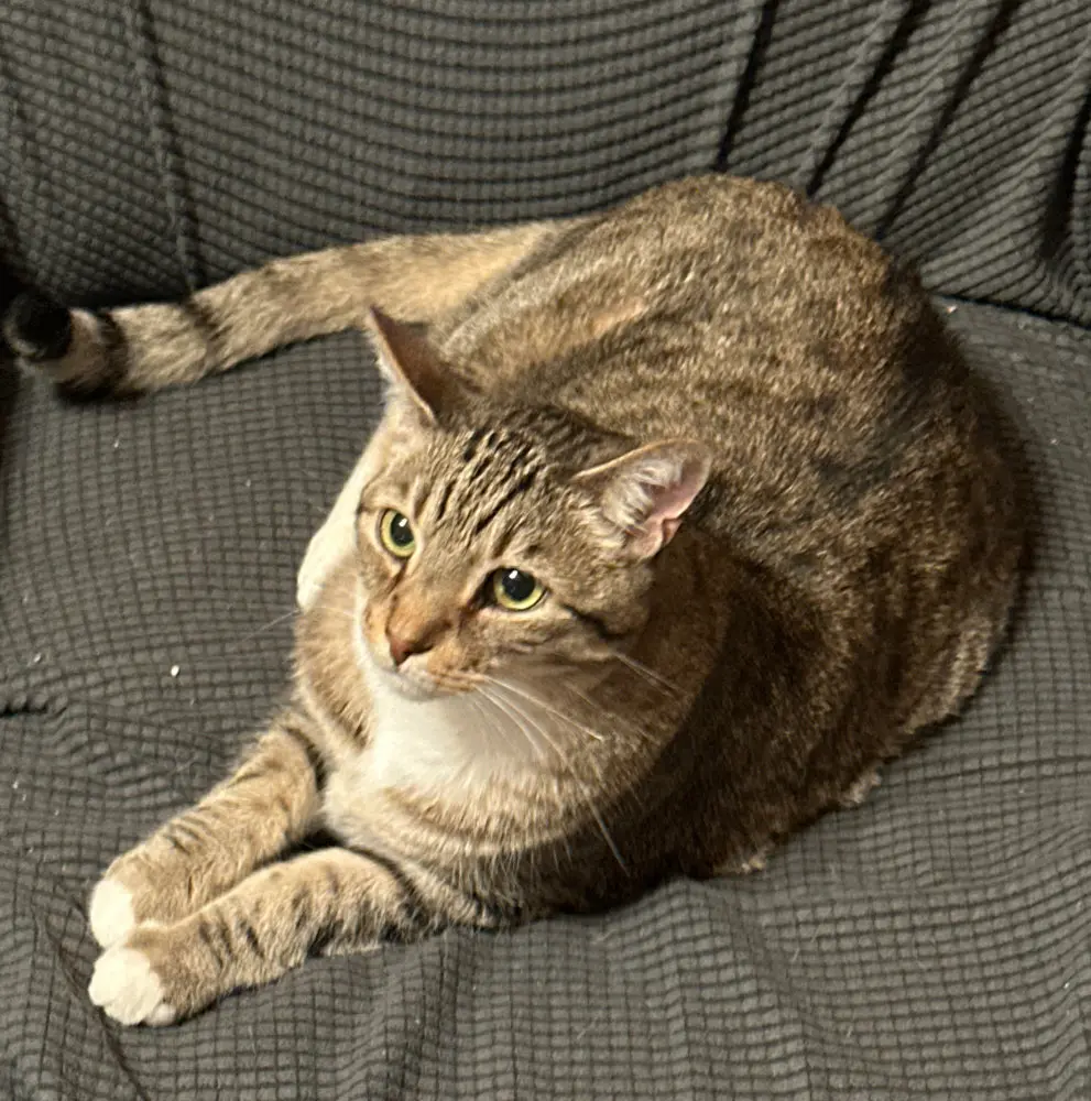 Image of lynx the cat laying on a chair