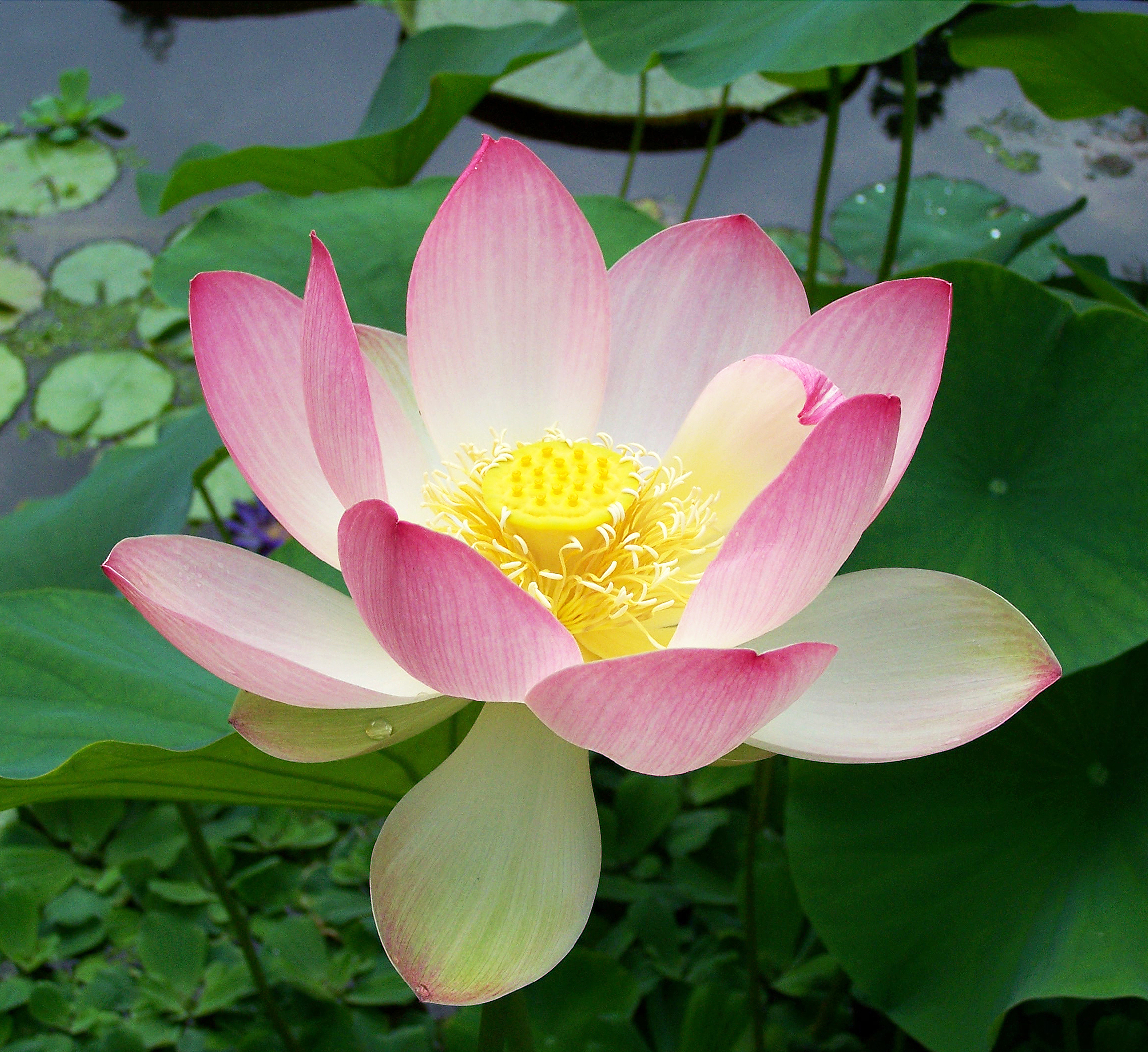 Pink sacred lotus