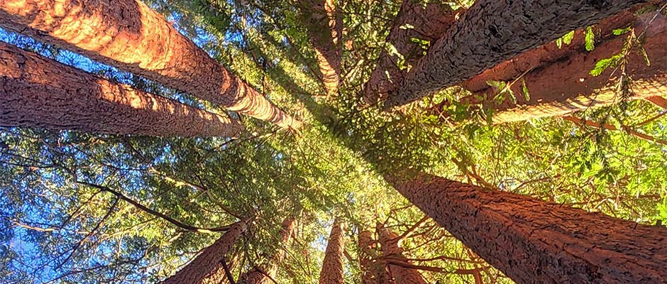 Tree canopy with sunlight coming through the leaves
