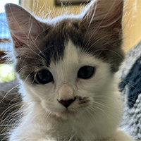 kitten