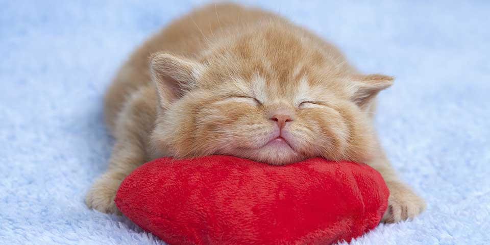 kitten